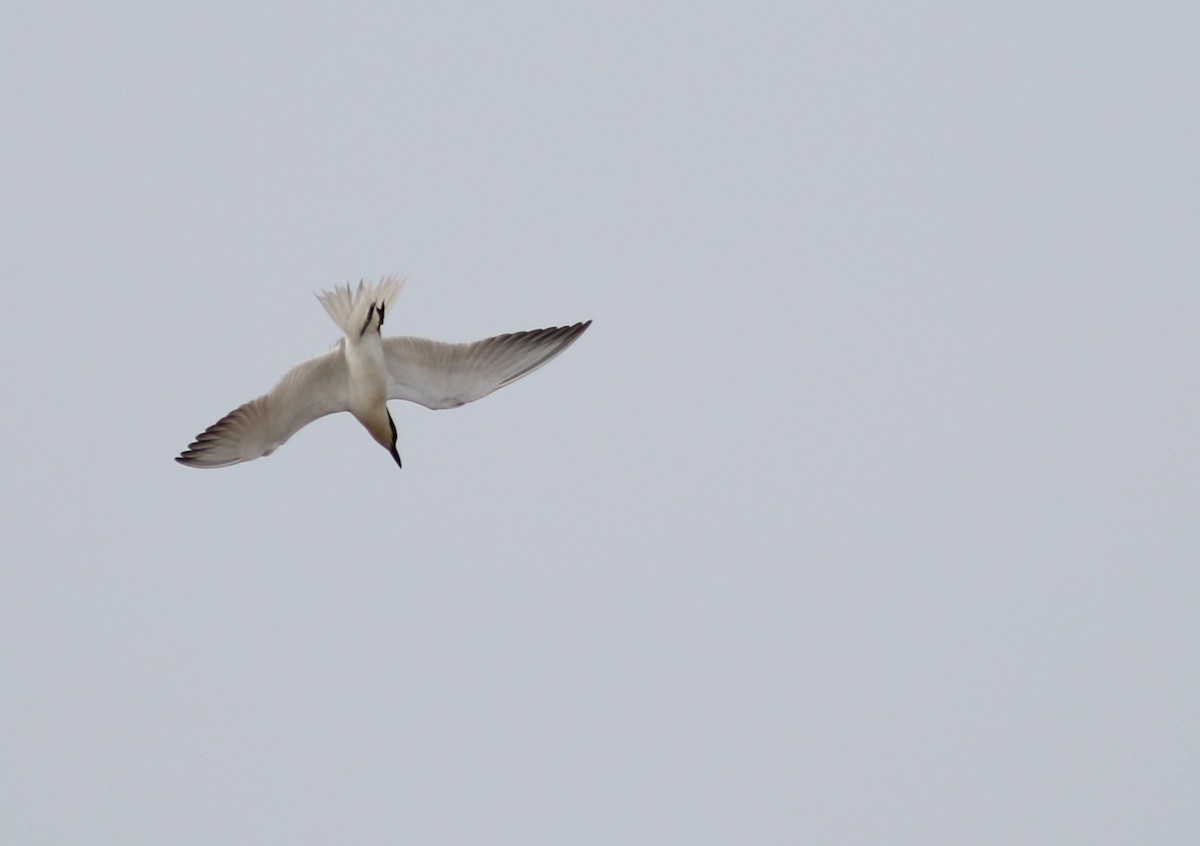 Gull-billed Tern - ML620563523