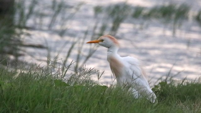 Western Cattle Egret - ML620563525