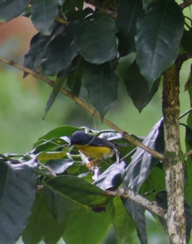 Tropical Parula - ML620563526