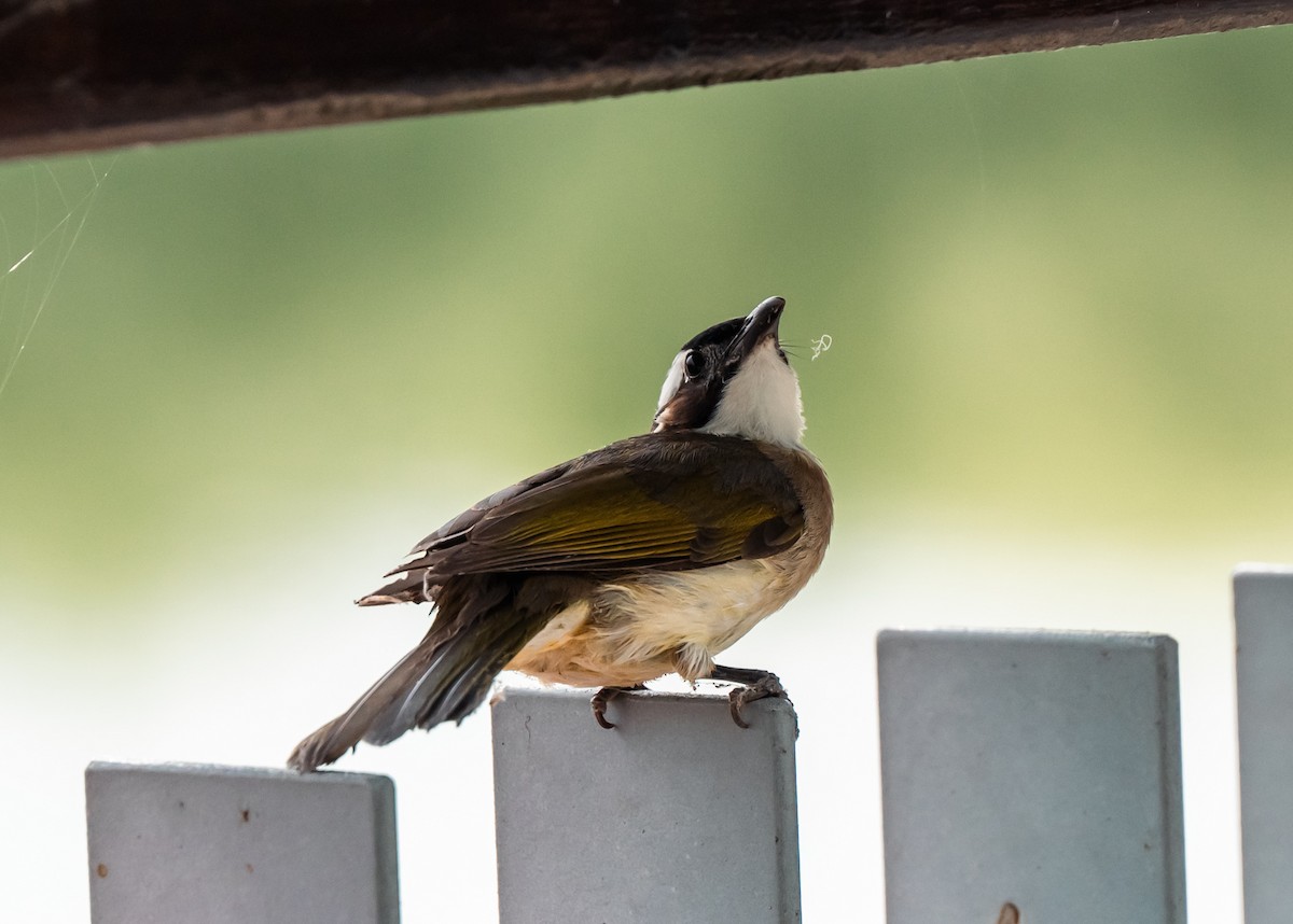 Light-vented Bulbul - ML620563530