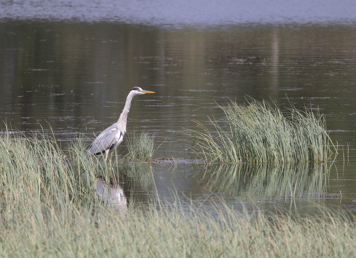 Gray Heron - Micky Reeves