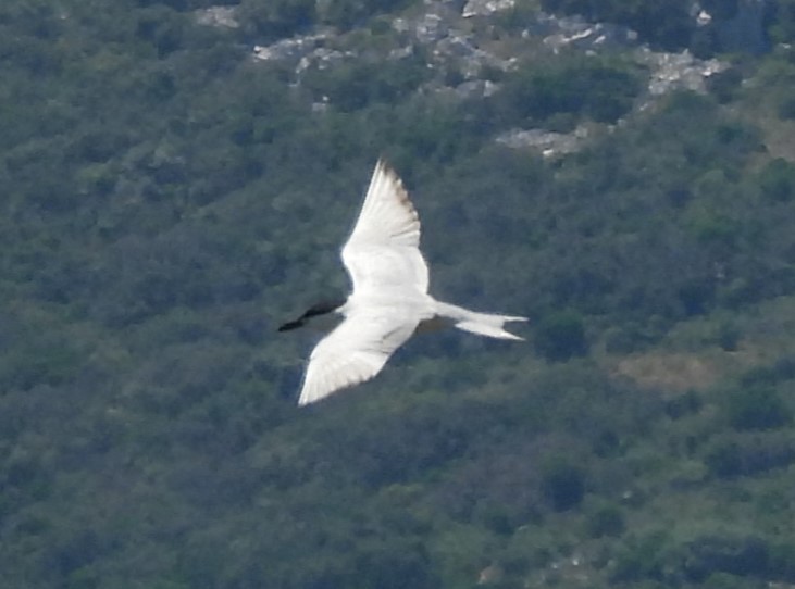 Gull-billed Tern - ML620563544