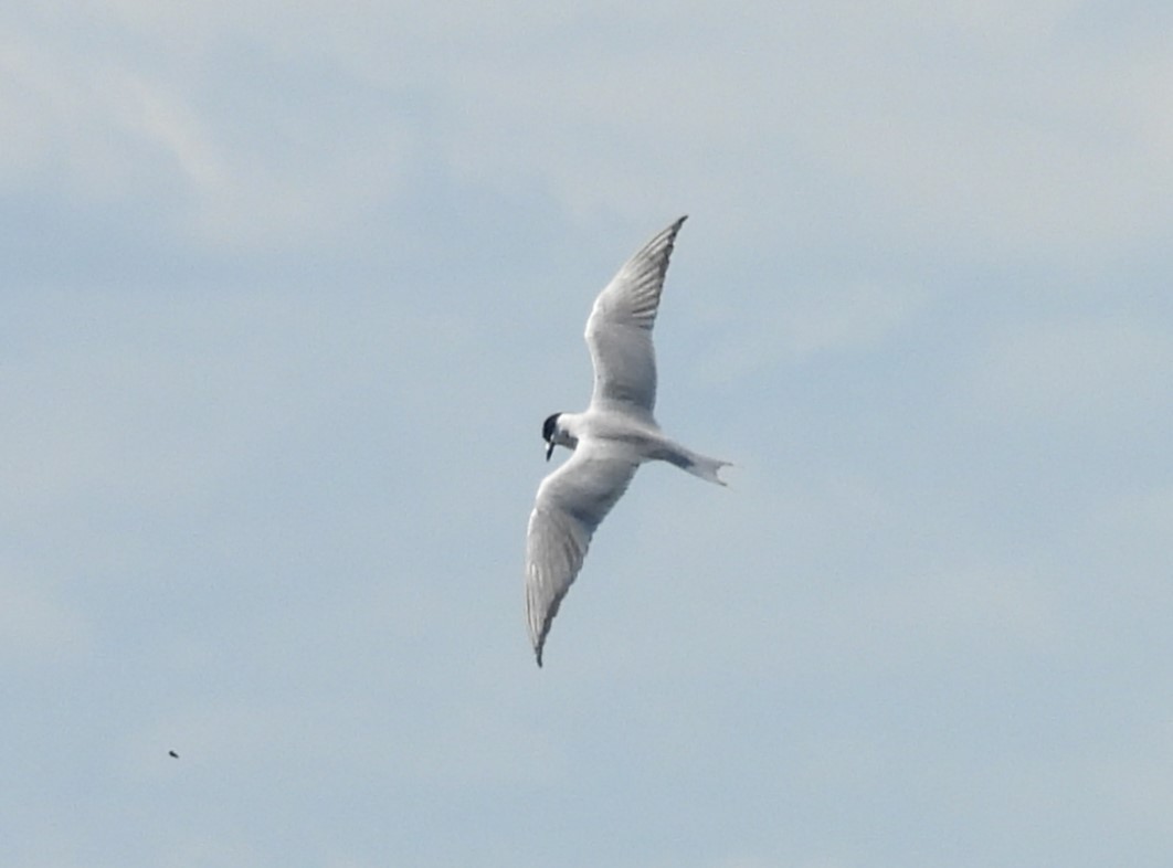 Gull-billed Tern - ML620563545