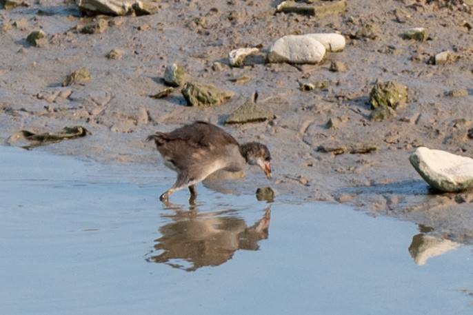 Eurasian Coot - ML620563546