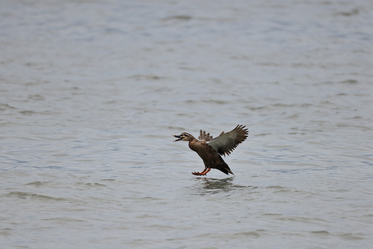 Eastern Spot-billed Duck - ML620563548