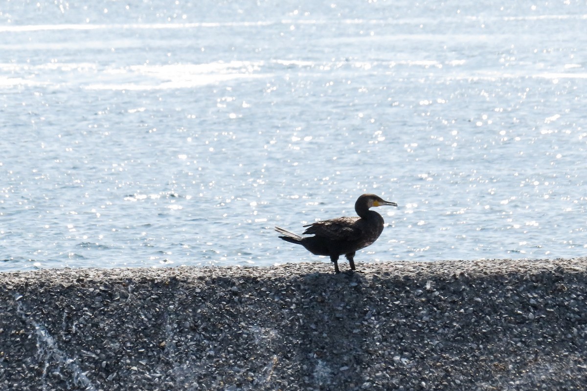 Great Cormorant - ML620563552