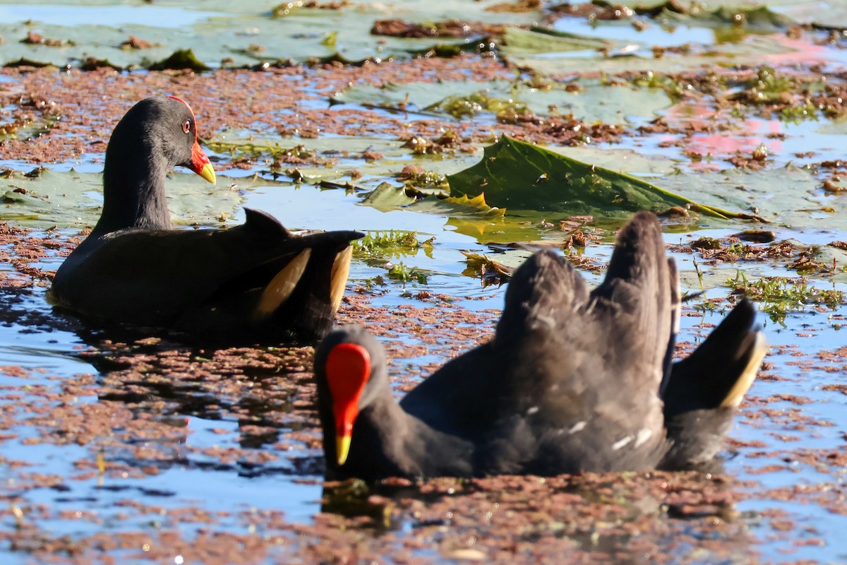 Dusky Moorhen - ML620563554