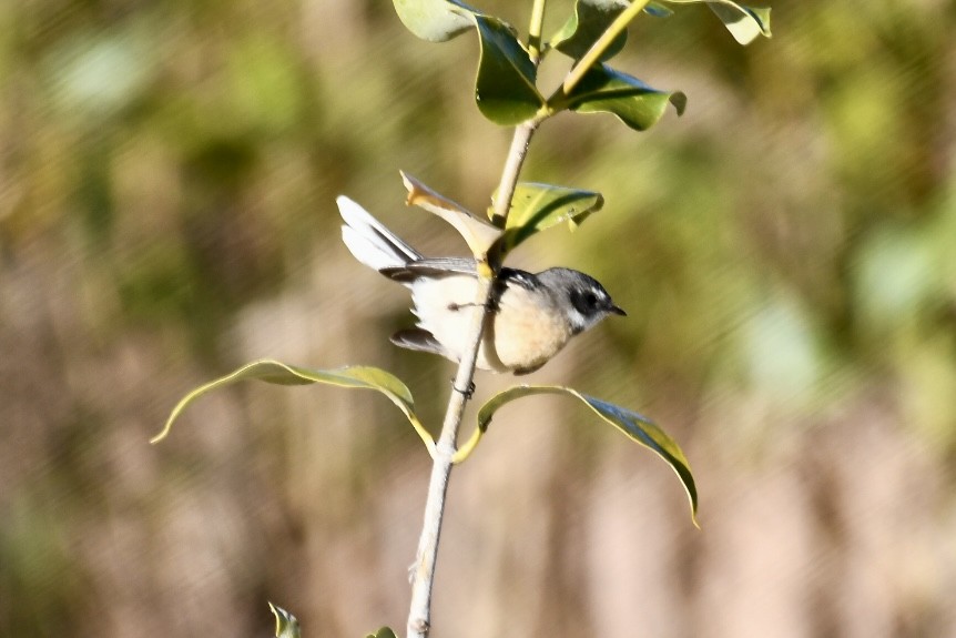 Mangrove Fantail - ML620563556