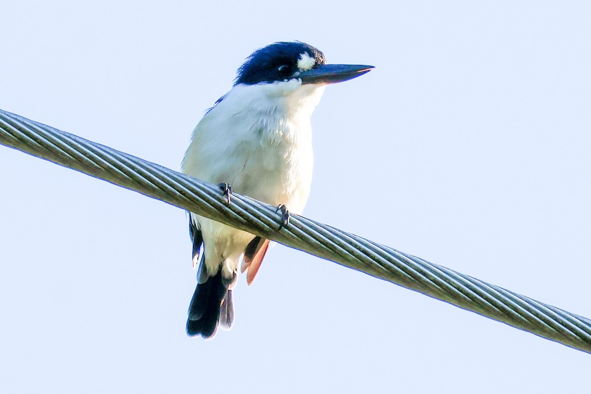 Forest Kingfisher - ML620563558