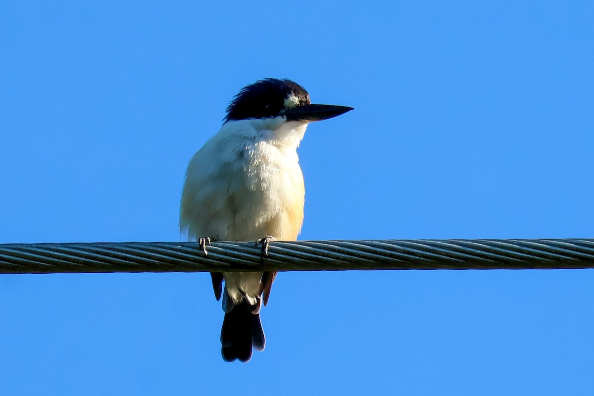 Forest Kingfisher - ML620563559
