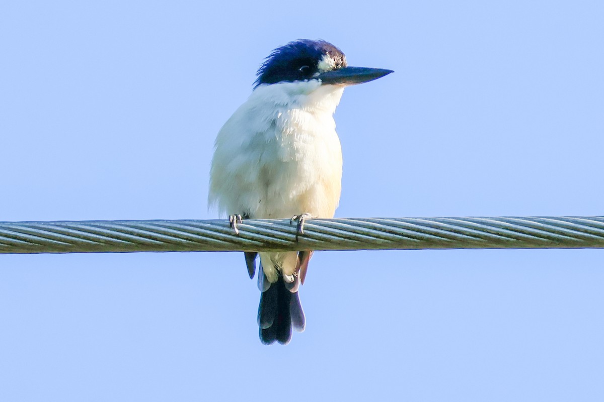 Forest Kingfisher - ML620563560