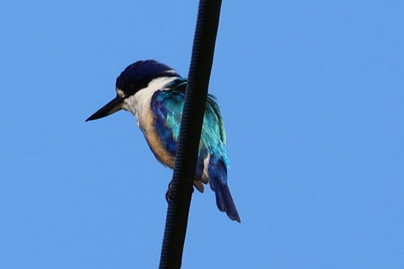 Forest Kingfisher - ML620563561