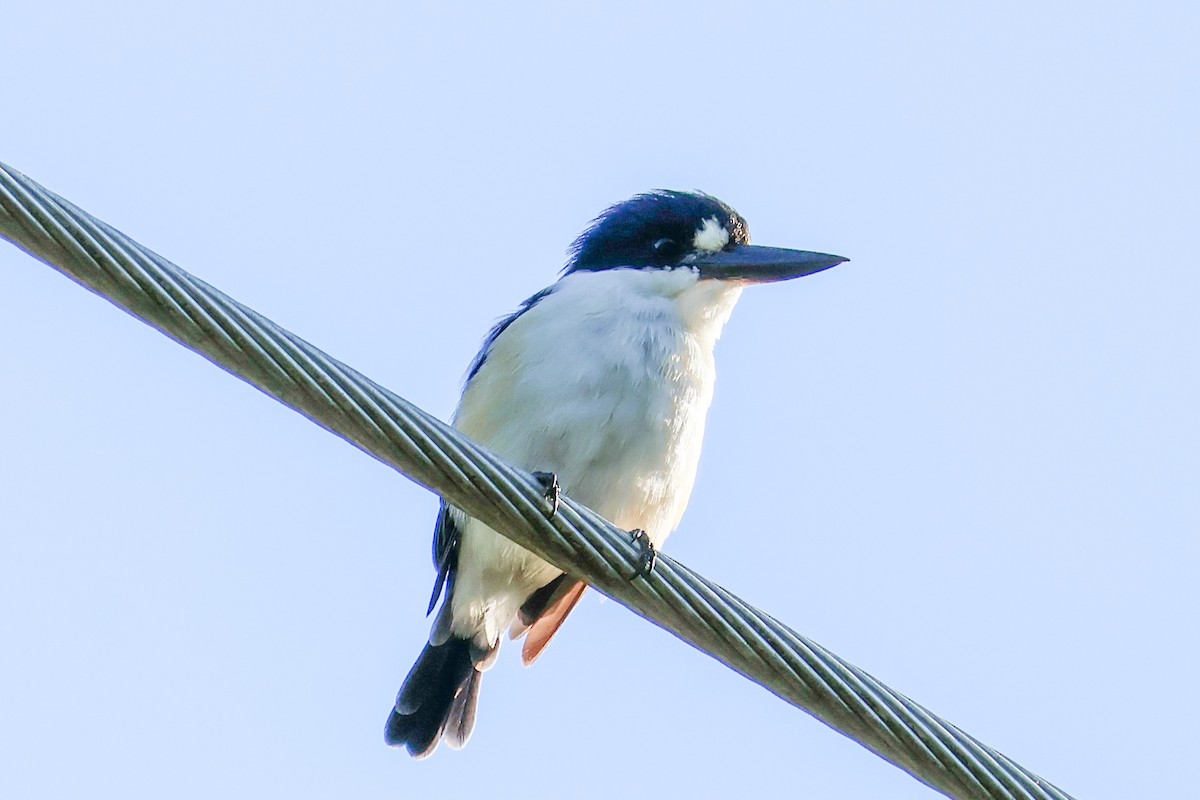 Forest Kingfisher - ML620563562