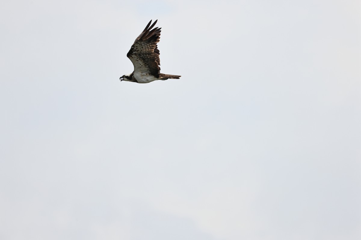 Osprey - ML620563563