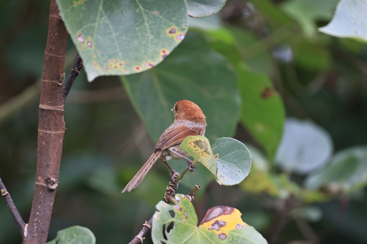 Paradoxornis de Webb - ML620563567