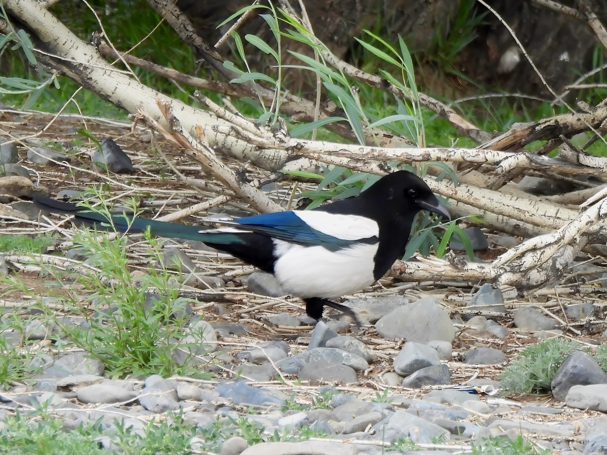 Eurasian Magpie - ML620563569