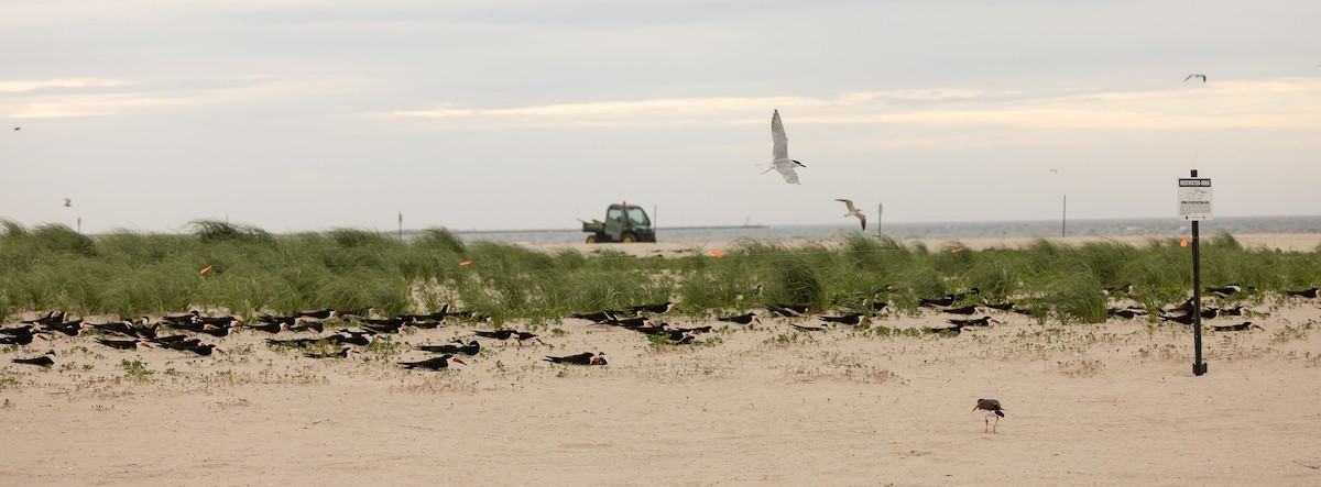 Black Skimmer - ML620563572