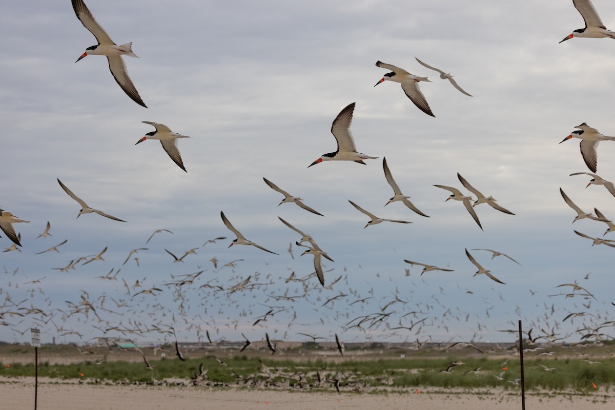 Black Skimmer - Richard  Davis