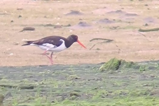 Eurasian Oystercatcher - ML620563580