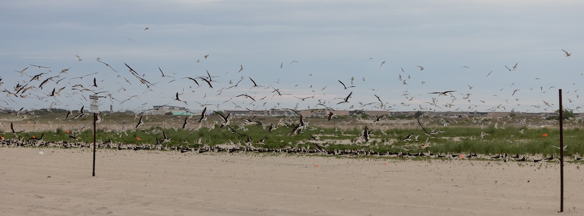 Black Skimmer - ML620563585