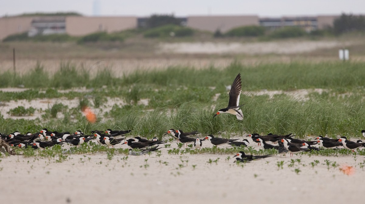 Black Skimmer - ML620563589