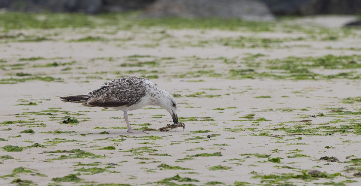 Great Black-backed Gull - ML620563594