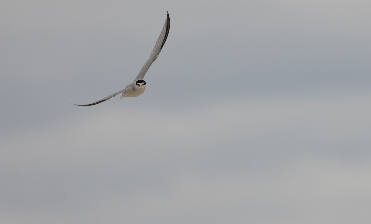 Least Tern - ML620563603