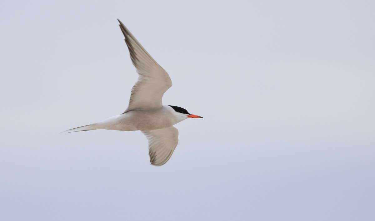 Common Tern - ML620563605