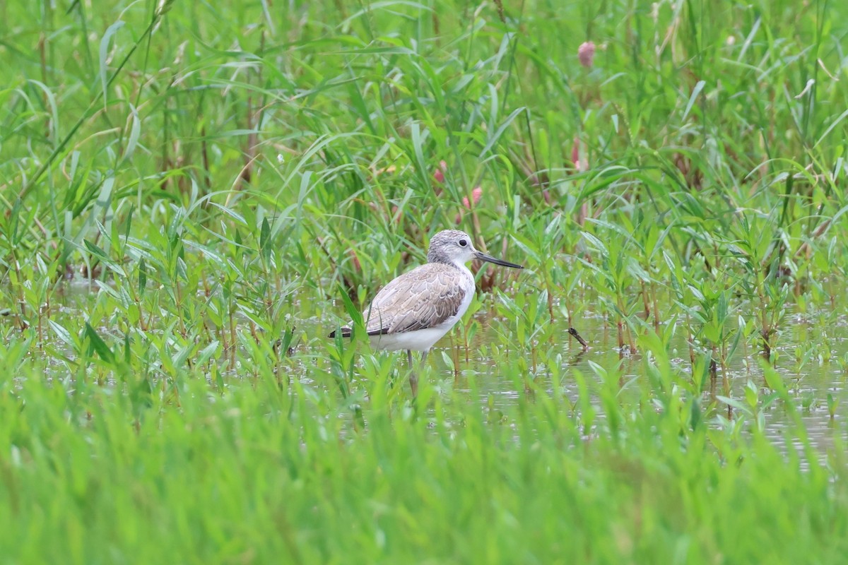 Common Greenshank - ML620563609