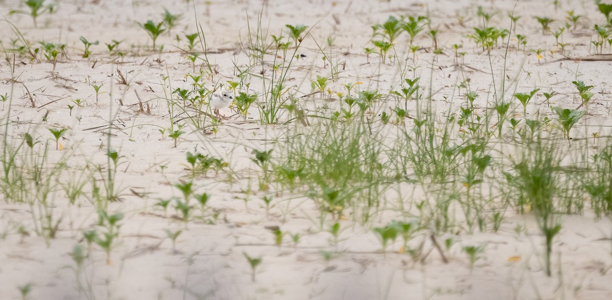 Piping Plover - ML620563610