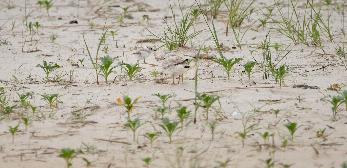 Piping Plover - ML620563611