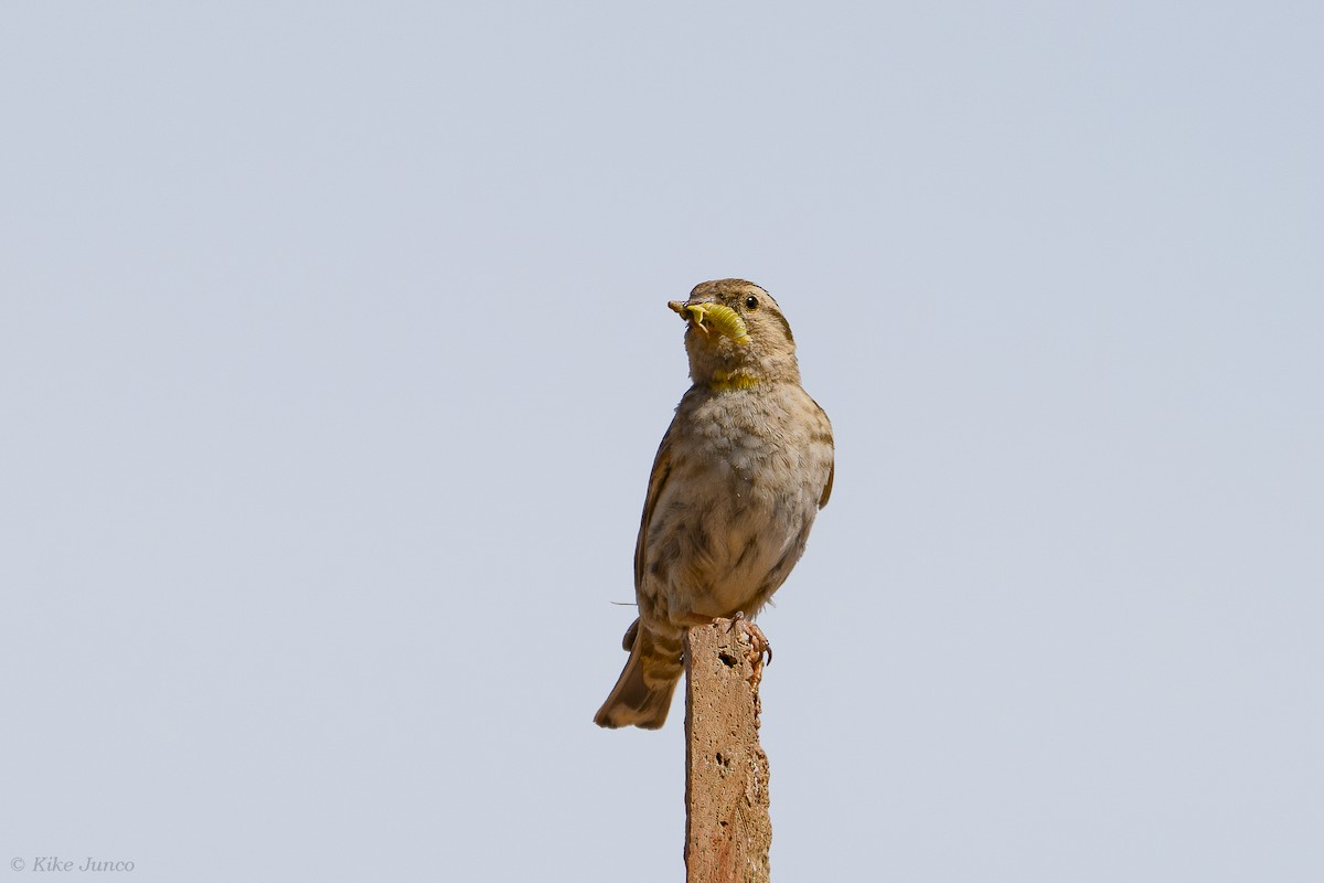 Rock Sparrow - ML620563617