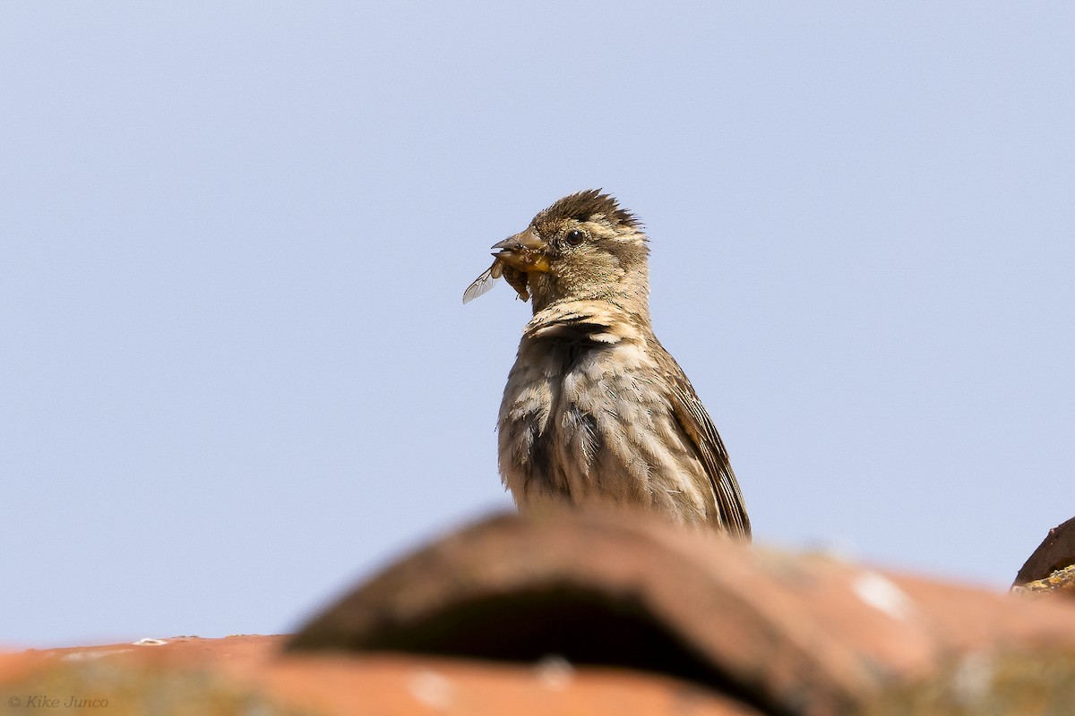 Rock Sparrow - ML620563618