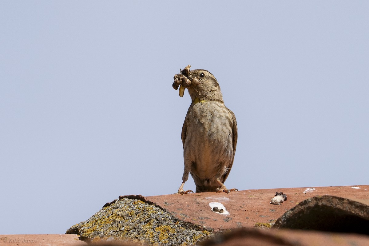 Rock Sparrow - ML620563619