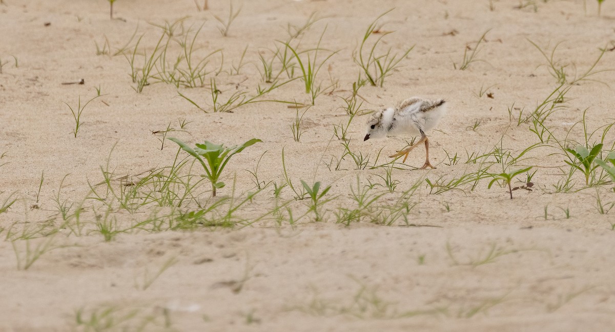 Piping Plover - ML620563621