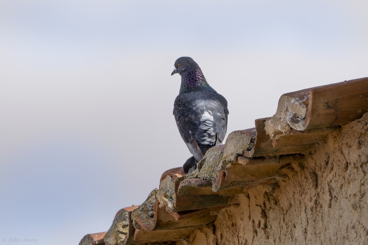Rock Pigeon (Feral Pigeon) - ML620563624