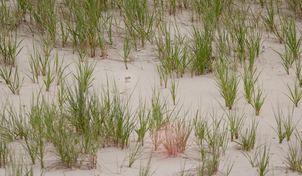 Piping Plover - ML620563625