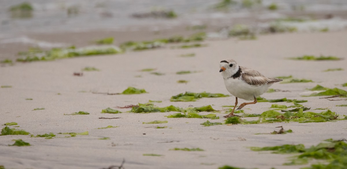 Piping Plover - ML620563628