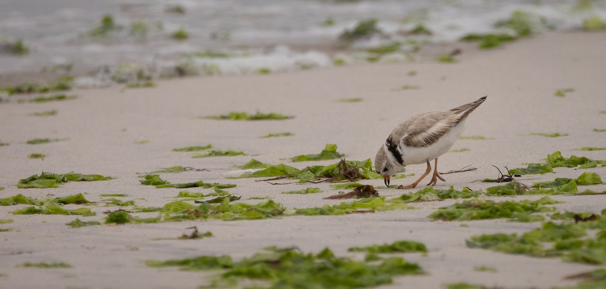 Piping Plover - ML620563633