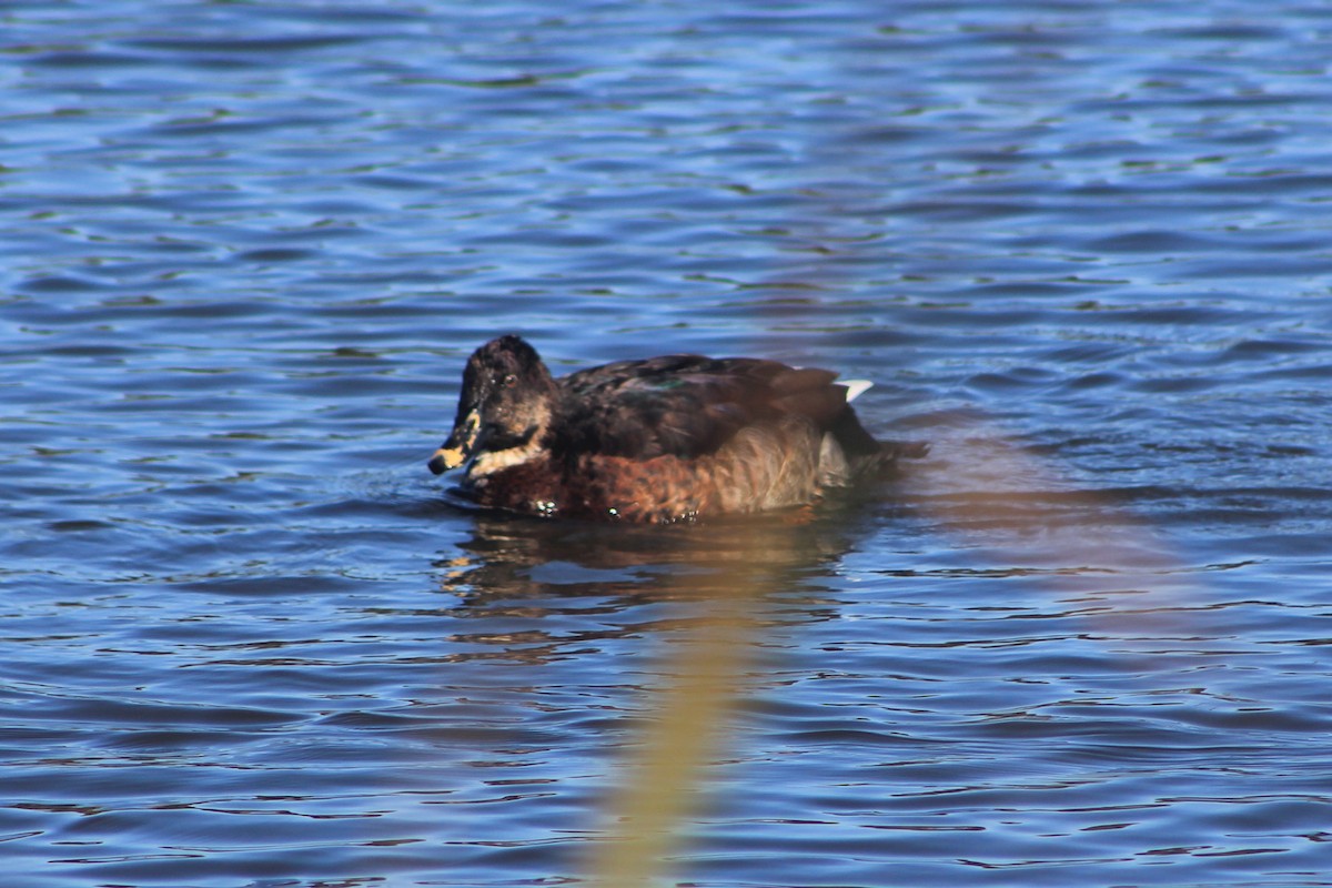 Mallard (Domestic type) - ML620563635