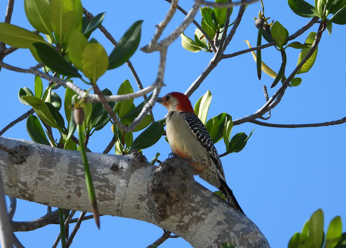 Red-bellied Woodpecker - ML620563636