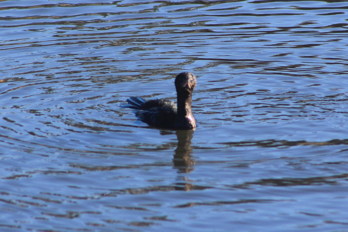 Little Black Cormorant - ML620563637