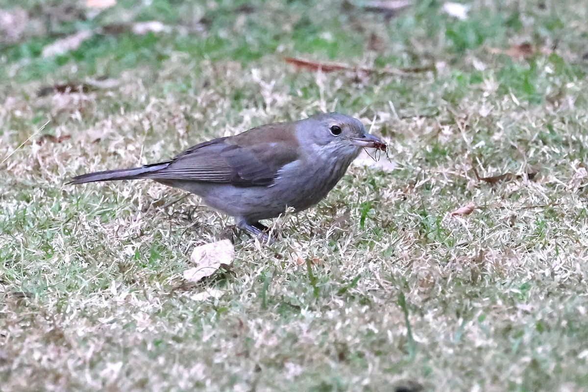 Gray Shrikethrush - ML620563639