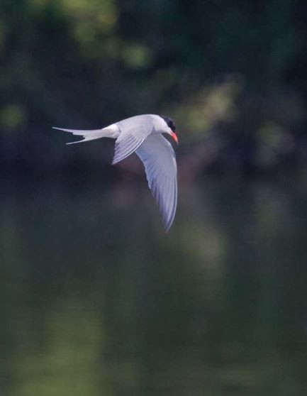 Common Tern - ML620563642