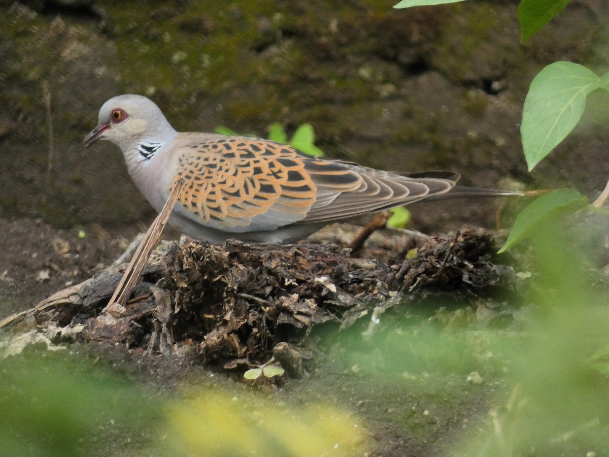 European Turtle-Dove - ML620563648