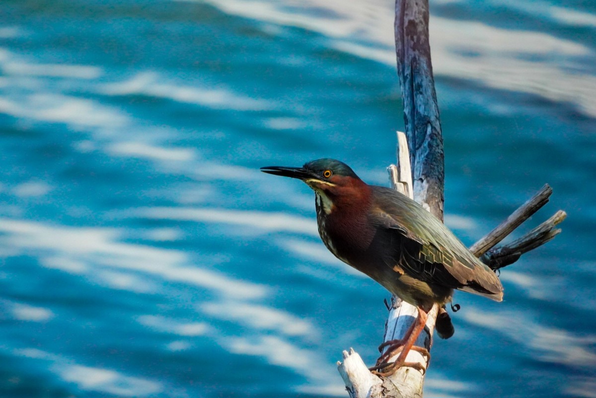 Green Heron - ML620563649