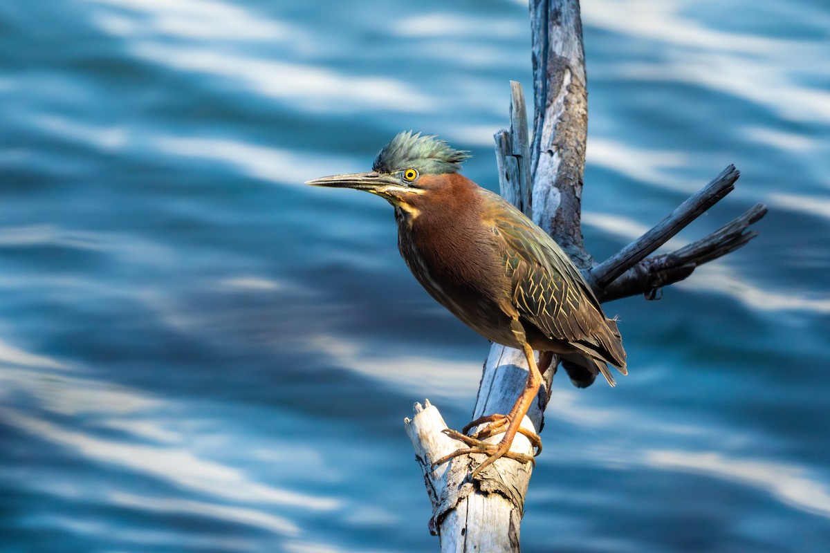 Green Heron - ML620563650