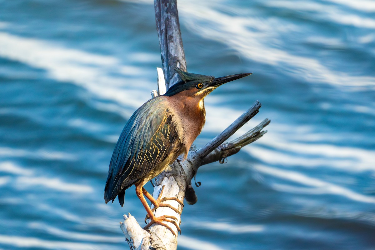 Green Heron - ML620563651