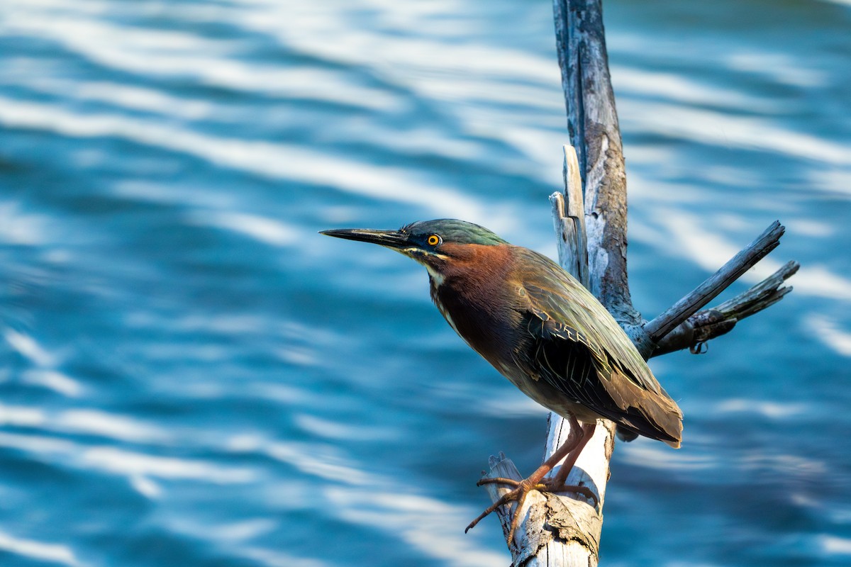 Green Heron - ML620563652