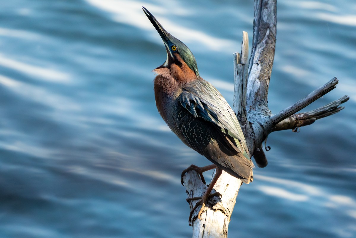 Green Heron - ML620563653